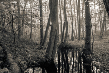 drzewa w lesie - obrazy, fototapety, plakaty
