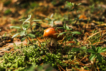 Mushrooms grew in a clearing in a beautiful forest.