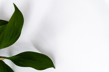 Fototapeta premium Tropical green leaf isolated on white with clipping path