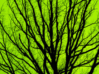 Dark Tree Branch 113