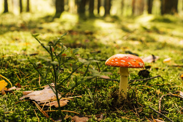 Fly agaric or Amanita muscaria. A toxic inedible toadstool mushroom