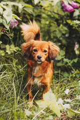 A beautiful and cute long-haired dog for a walk in the park among the green spaces. Walking pets