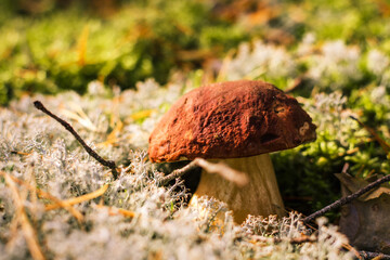 Beautiful boletus edulis mushroom banner in amazing green moss.