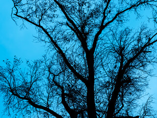 Dark Tree Branch 190