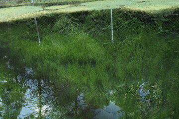 grass and water