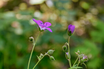 Morning field background with wild flowers. Wild flowers in a meadow nature.