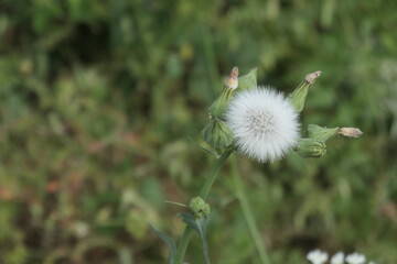 dandelion head