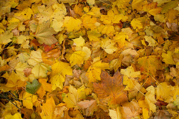 Golden autumn maple leaves carpet under feet into city park autumnal november nature background  