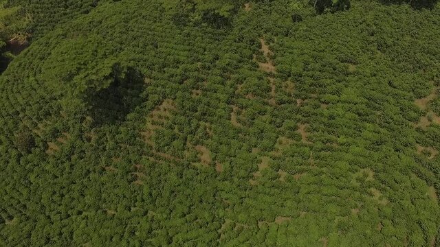 fincas cafeteras colombia