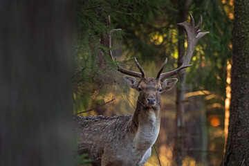 Fallow deer in the wild nature. Fallow deer during rutting time. European wildlife nature. 