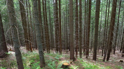 the str8 pattern of the forest