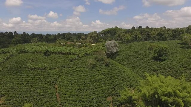 fincas cafeteras colombia