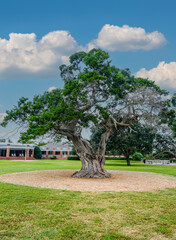 Massive Live Oak in Public Park