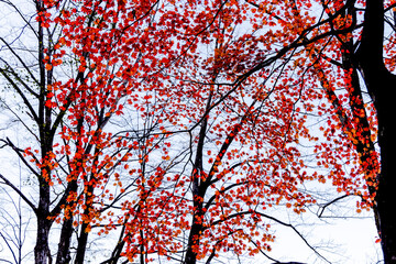 紅葉
