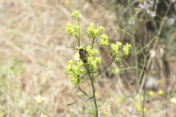 flowers in the garden
