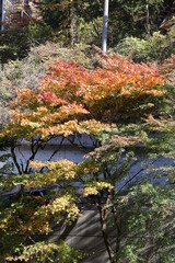 紅葉