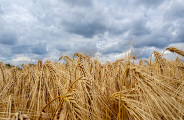 Fototapeta na wymiar Photograph of golden wheat in late summer with stormy sky above the field
