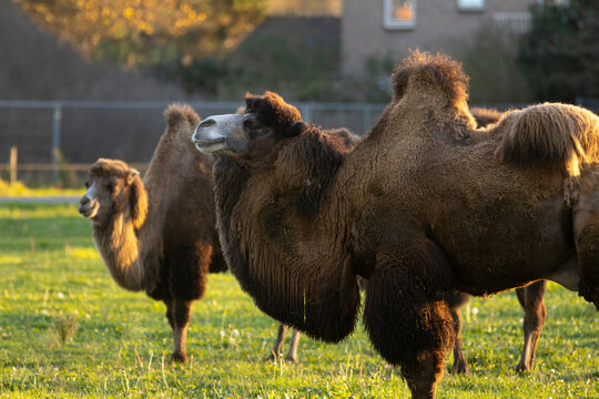 Pair of Bactrian camels in a green meadow field in The Netherlands with golden autumn colors and sunlight lighting up the grass and trees in the background
