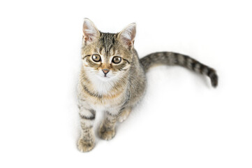 Grey tabby cat on white background. Adorable pet looking at the camera.