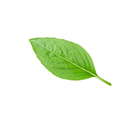 Obraz premium basil leaf on white background