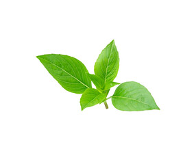 basil leaf on white background