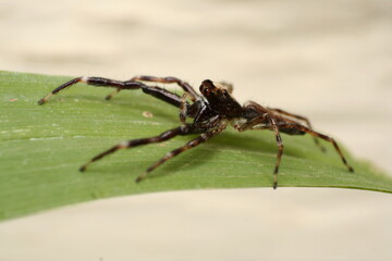 Bronze Jumping Spider (Helpis minitabunda)