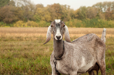 Portrait of Anglo-Nubian goat in a meadow on a cloudy autumn day