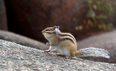 сhipmunk open mouth and looking