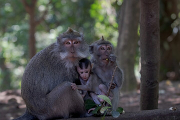 Beautiful image of a family of balinese long-tailed monkeys at the Sacred Monkey Forest Sanctuary (Monkey Forest Ubud), Bali, Indonesia.