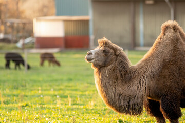 Single Bactrian camel in a green meadow field in The Netherlands with golden autumn colors and...