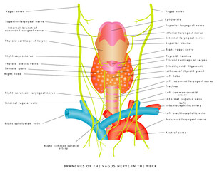 Vagus nerve. Branches of the vagus nerve in the neck. Anatomical relationships between superior thyroid artery and external branch of superior laryngeal nerve