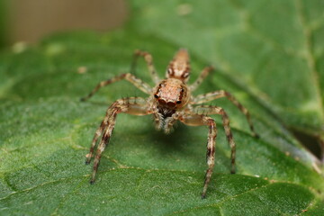 Jumping Spider (Helpis minitabunda) face view