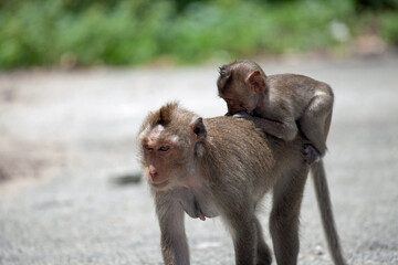 可愛いサル