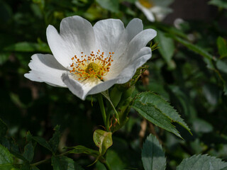 Gros plan sur une rose sauvage blanche