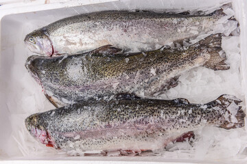 Salmon in ice with lemons on a black and wilted background, fresh headless fish