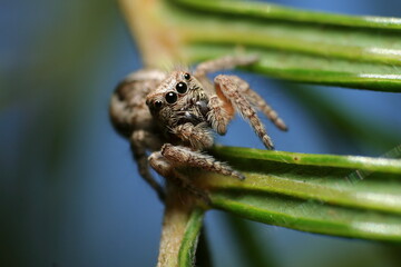 Jumping Spider (Salticidae sp.)