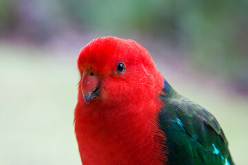 Fototapeta na wymiar Portrait of an Australian King Parrot (Alisterus scapularis)