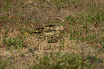 Bird called white anu (Guira guira) in the middle of the grass