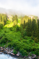 Clouds and fog over pine tree forest painted style, alps austria europe
