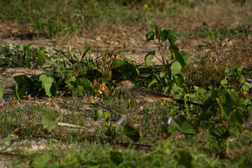 Anu branco (Guira guira)