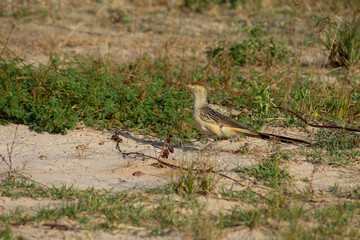 Bird called white anu (Guira guira) in the middle of the grass