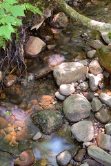 stream with stones in a forest