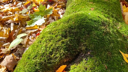 green moss in a forest