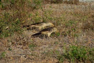 Bird called white anu (Guira guira) in the middle of the grass