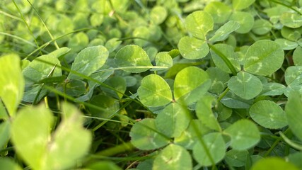 field of green clovers
