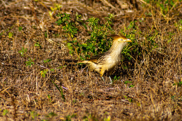 Bird called white anu (Guira guira) in the middle of the grass