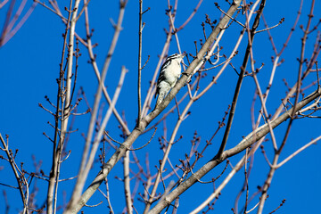 Fototapeta premium bird on a branch