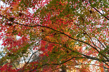 Baum Blätter im Herbst