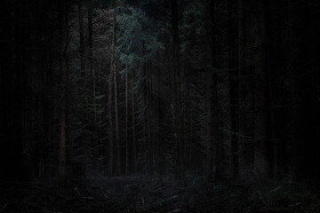 Dark and Rich Pine Forest