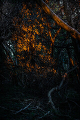 Bright Orange Light in a Dark Woodland